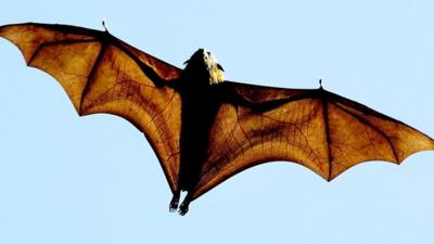 Flying fox