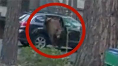 Bear climbs out of car