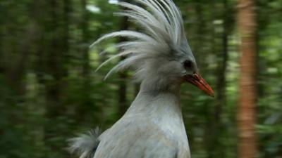 The Kagu a crested, long-legged, and bluish-grey bird found in New Caledonia.