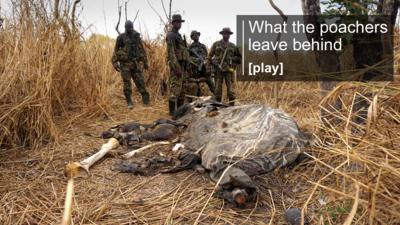 Dead elephant in DR Congo