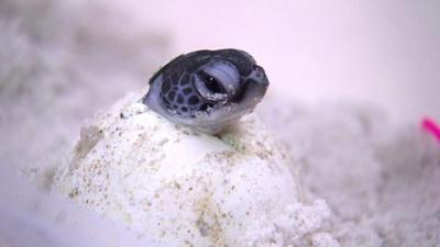 Turtle hatching from egg