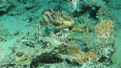 A crab in the reef