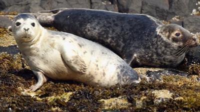 Atlantic-grey-seal.