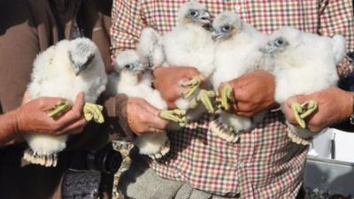 Chicks being ringed