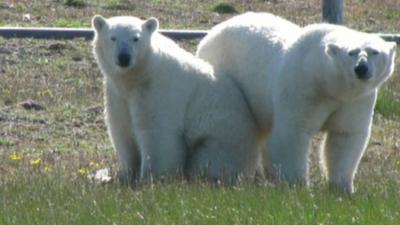 Polar bears