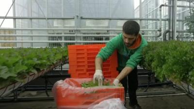 Man packing vegetables