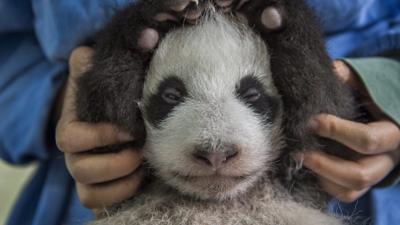 Panda born in China