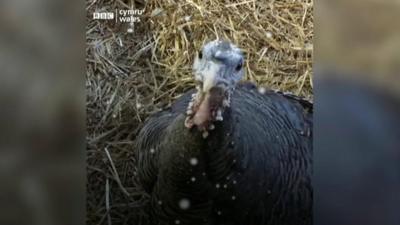 Tina the singing turkey