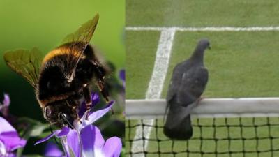 Birds and bees interrupt tennis