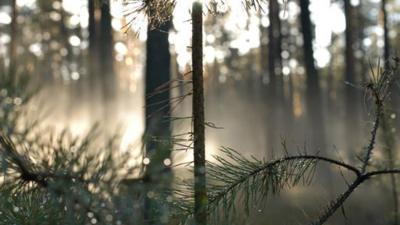 A tree is shown in the foreground, with a forest out of focus behind it.