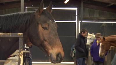 The charity rehoming former racehorses