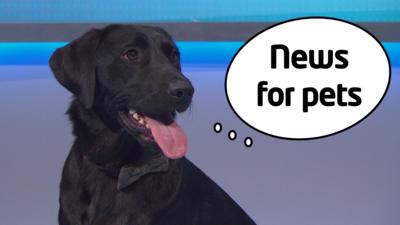 Black labrador wearing a bow tie with a speech bubbles with the words 'News for pets' written inside