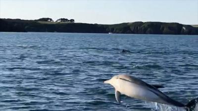 Nicky Michelmore caught as many as 40 dolphins cavorting on camera