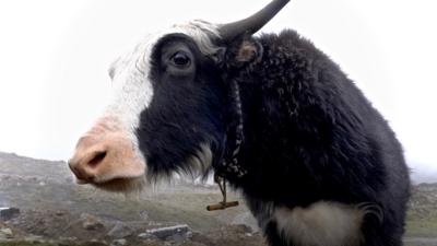 A yak in Sikkim