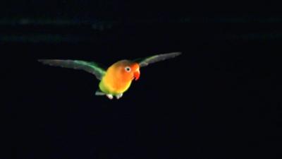 Image of bird in wind tunnel