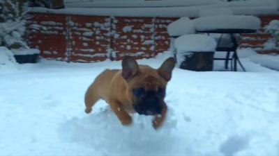 Dog running in snow