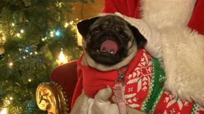 A dog on Santa's lap in the Tamworth grotto