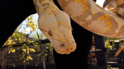 Albino reticulated python