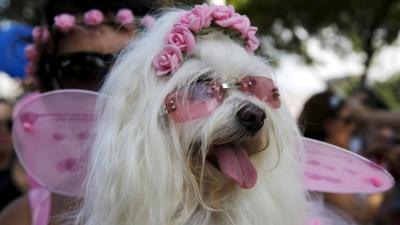 A dog takes part in the 'Blocao' or dog carnival parade during carnival festivities in Rio de Janeiro, Brazil,