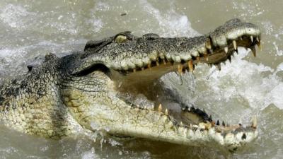 File picture of a saltwater crocodile in Australia
