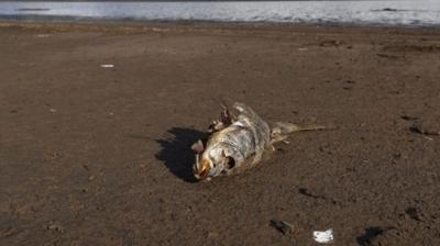 Dead fish on a dry bed