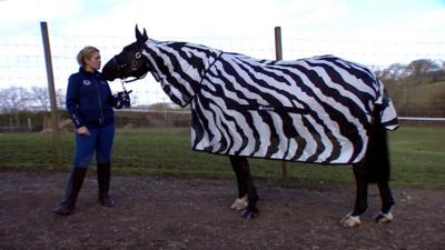 Horse wearing zebra coat with trainer