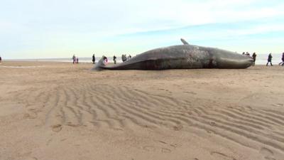 Beached sperm whale