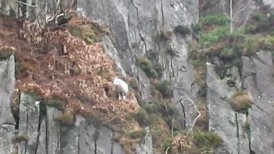 Sheep stuck on side of cliff