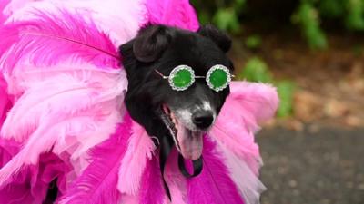 Dog dressed as Rihanna