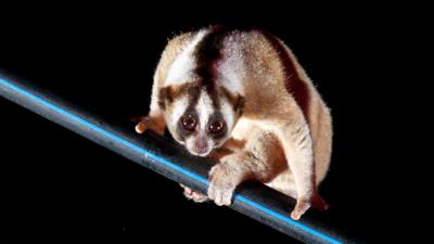 Javan slow loris on pipe