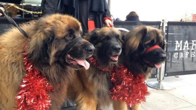 Dogs wearing tinsel