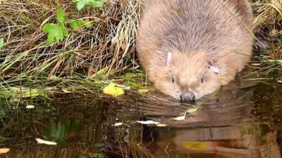 Beaver