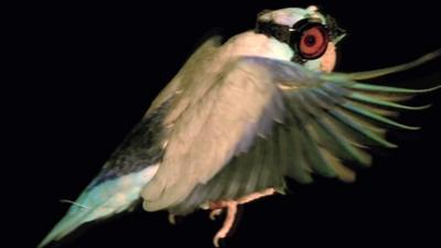 A bird wearing goggles