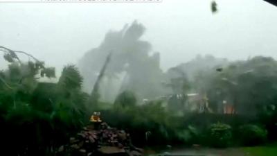 Trees battered by Hurricane