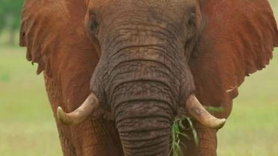 African elephant