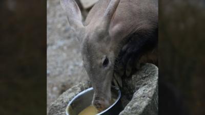 Misha the aardvark