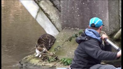 River rescue of tabby cat