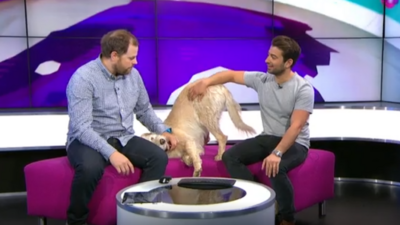 Arthur the dog in Newsround studio