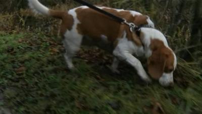 Harry the dog being taken for a walk