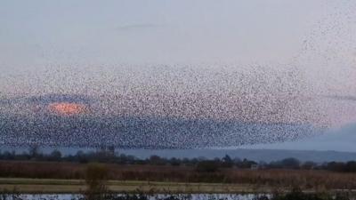 Starling murmuration