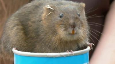 About 200 endangered waters voles have been reintroduced at the Trentham Estate in Staffordshire.