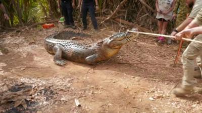 A crocodile being wrangled by NT Police, Australia.