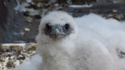 Falcon chick