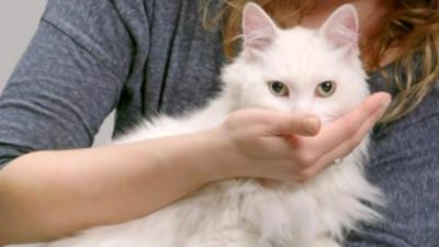 A cat being fed from a person's hand