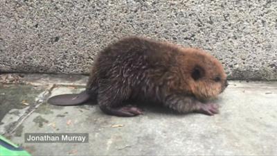 Picture of the baby beaver found in Washington