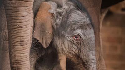 Chester zoo welcomes Asian elephant calf.