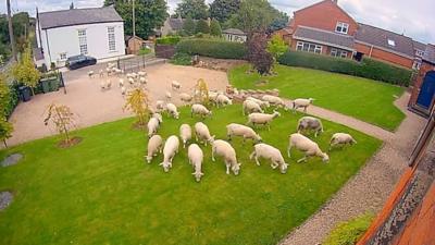 Sheep in front garden