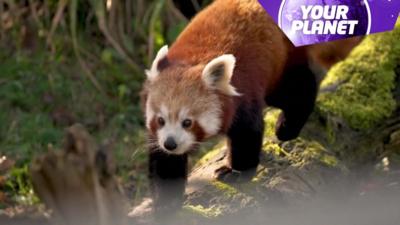 A red panda