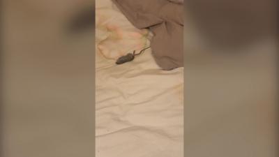 Nursing student Chloe Adams found a mouse in her bed