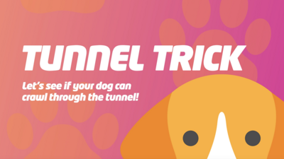 Dog-graphic.